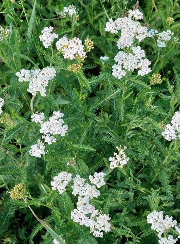 ŘEBŘÍČEK OBECNÝ (Achillea millefolium) FOTO: Marta Knauerová