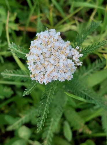 ŘEBŘÍČEK OBECNÝ (Achillea millefolium) FOTO: Marta Knauerová