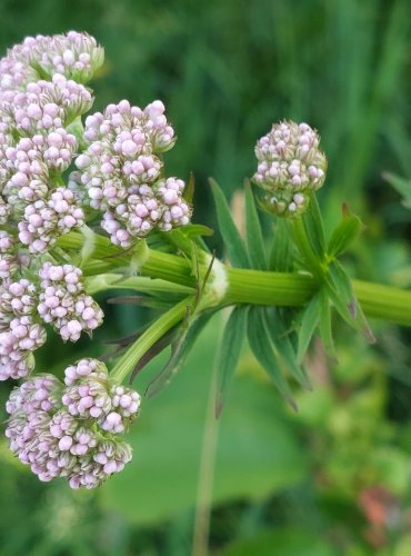 KOZLÍK LÉKAŘSKÝ (Valeriana officinalis) FOTO: Marta Knauerová