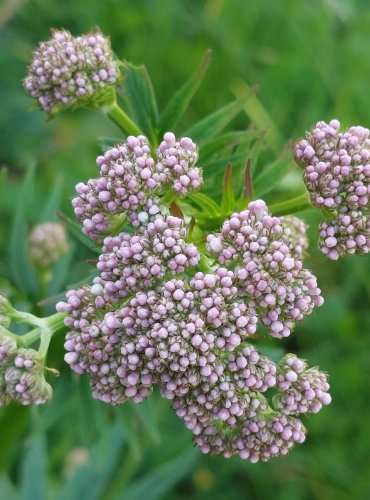 KOZLÍK LÉKAŘSKÝ (Valeriana officinalis) FOTO: Marta Knauerová