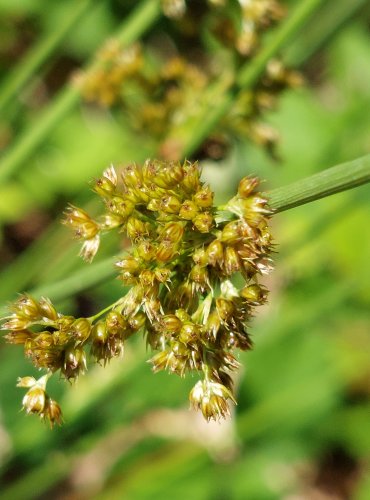 SÍTINA ROZKLADITÁ (Juncus effusus) FOTO: Marta Knauerová