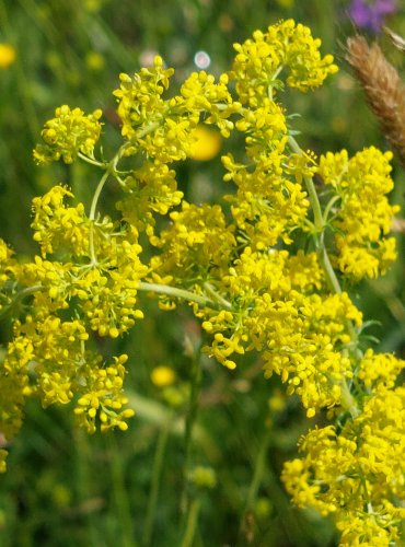 SVÍZEL SYŘIŠŤOVÝ (Galium verum) FOTO: Marta Knauerová