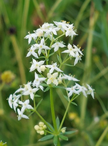 SVÍZEL POVÁZKA (Galium mollugo) FOTO: Marta Knauerová