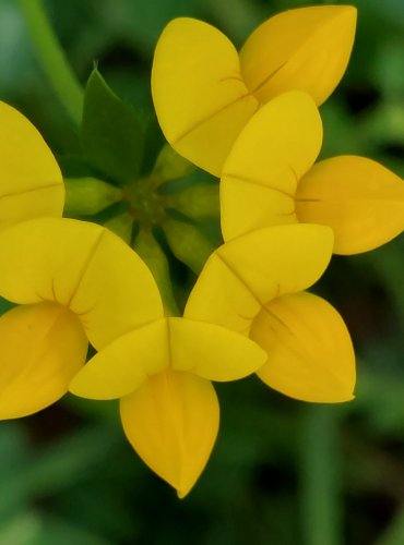 ŠTÍROVNÍK RŮŽKATÝ (Lotus corniculatus) FOTO: Marta Knauerová