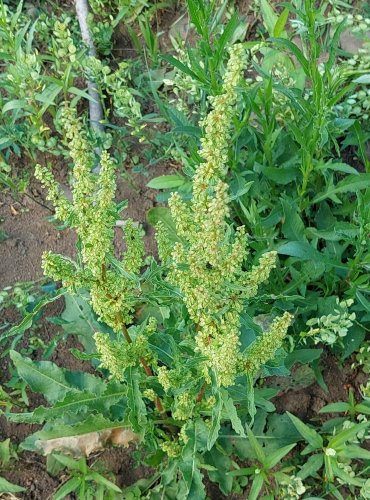 ŠŤOVÍK KADEŘAVÝ (Rumex crispus) FOTO: Marta Knauerová