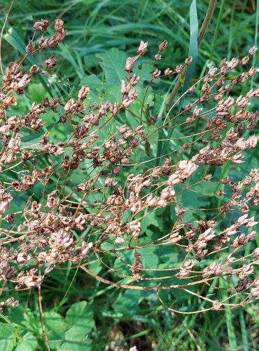 TŘEZALKA TEČKOVANÁ (Hypericum perforatum) ZRALÉ PLODENSTVÍ z loňského roku – FOTO: Marta Knauerová