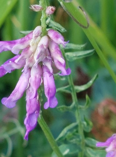 VIKEV HUŇATÁ (Vicia villosa) FOTO: Marta Knauerová