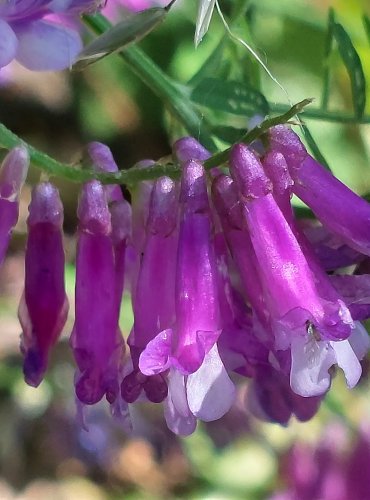 VIKEV HUŇATÁ (Vicia villosa) FOTO: Marta Knauerová