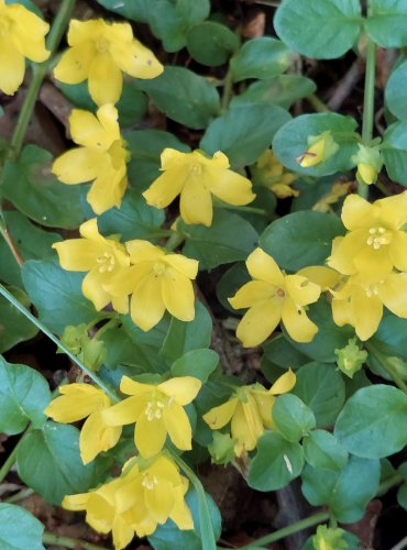 VRBINA PENÍZKOVÁ (Lysimachia nummularia) FOTO: Marta Knauerová