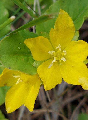 VRBINA PENÍZKOVÁ (Lysimachia nummularia) FOTO: Marta Knauerová