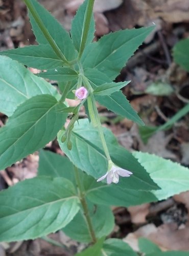 VRBOVKA MALOKVĚTÁTÁ (Epilobium parviflorum) FOTO: Marta Knauerová