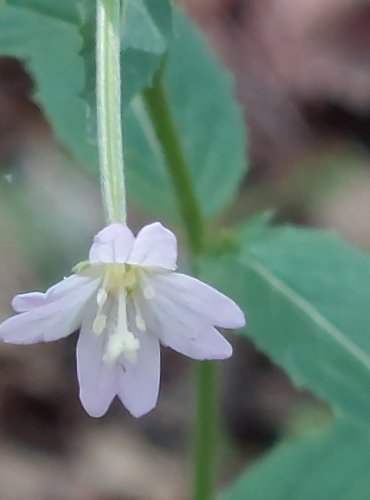 VRBOVKA MALOKVĚTÁTÁ (Epilobium parviflorum) FOTO: Marta Knauerová