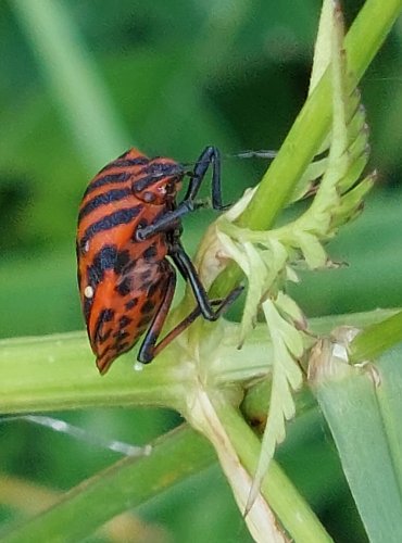 KNĚŽICE PÁSOVANÁ (Graphosoma italicum) FOTO: Marta Knauerová