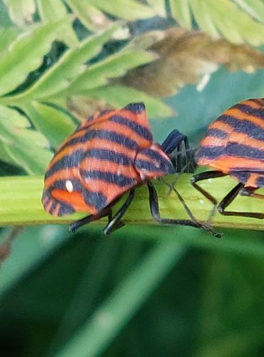 KNĚŽICE PÁSOVANÁ (Graphosoma italicum) FOTO: Marta Knauerová