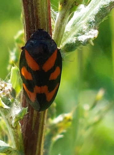 PĚNODĚJKA ČERVENÁ (Cercopis vulnerata) FOTO: Marta Knauerová