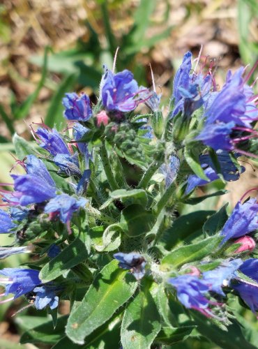 HADINEC OBECNÝ (Echium vulgare) FOTO: Marta Knauerová, 2022