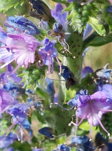 HADINEC OBECNÝ (Echium vulgare) FOTO: Marta Knauerová, 2022