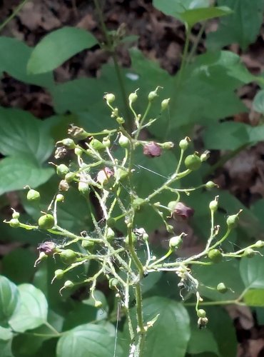 KRTIČNÍK HLÍZNATÝ (Scrophularia nodosa) FOTO: Marta Knauerová, 2022