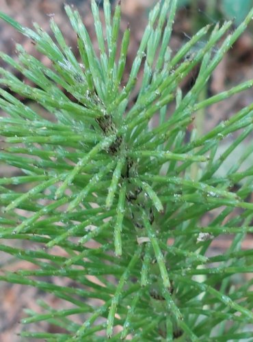 PŘESLIČKA NEJVĚTŠÍ (Equisetum telmateia) FOTO: Marta Knauerová, 2022