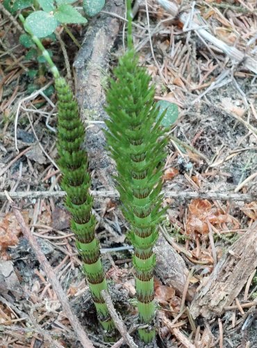 PŘESLIČKA NEJVĚTŠÍ (Equisetum telmateia) FOTO: Marta Knauerová, 2022