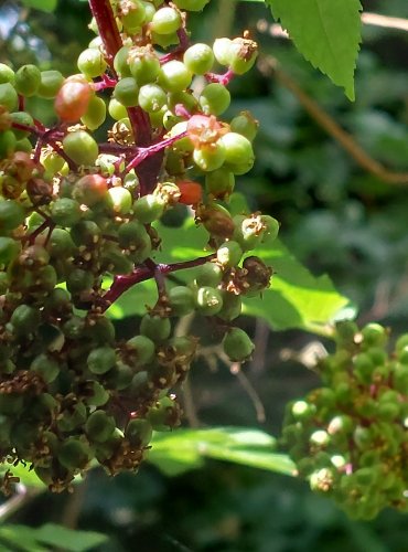 BEZ HROZNATÝ (Sambucus racemosa) ZRAJÍCÍ PLODENSTVÍ – FOTO: Marta Knauerová, 2022