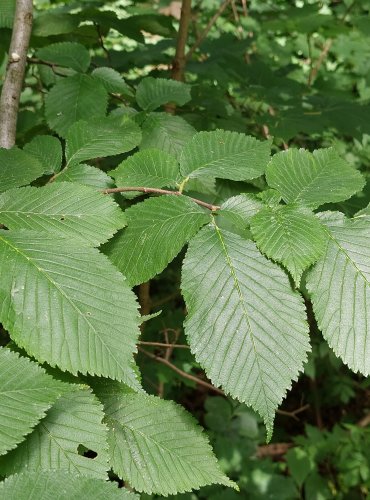 HABR OBECNÝ (Carpinus betulus) FOTO: Marta Knauerová, 2022