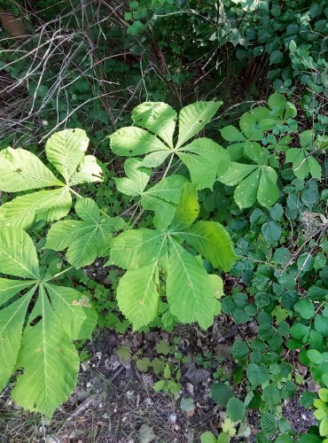 JÍROVEC MAĎAL = KAŠTAN KOŇSKÝ (Aesculus hippocastanum) FOTO: Marta Knauerová, 2022