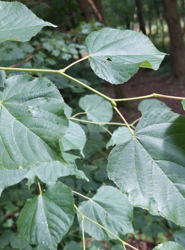 LÍPA SRDČITÁ (Tilia cordata) FOTO: Marta Knauerová, 2022