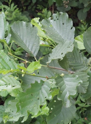 OLŠE LEPKAVÁ (Alnus glutinosa) FOTO: Marta Knauerová 2022