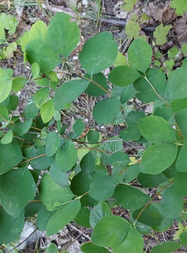 PÁMELNÍK BÍLÝ (Sympharicarpos albus) FOTO: Marta Knauerová, 2022