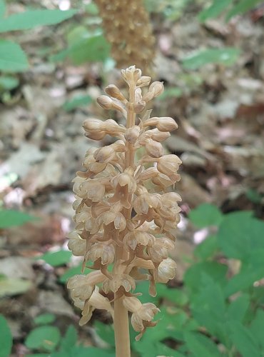 HLÍSTNÍK HNÍZDÁK (Neottia nidus-avis) chráněn v kategorii C4a – vzácnější druh, FOTO: Marta Knauerová, 5/2023