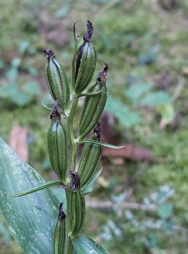 
OKROTICE BÍLÁ (Cephalanthera damasonium) ZRAJÍCÍ PLODENSTVÍ
C3 – ohrožený druh, FOTO: Marta Knauerová, 5/2023 
