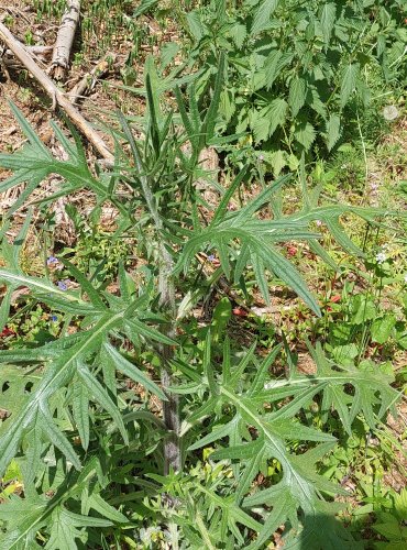 PCHÁČ OBECNÝ (Cirsium vulgare) FOTO: Marta Knauerová, 5/2023