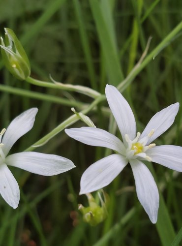 SNĚDEK CHOCHOLIČNATÝ (Ornithogalum umbellatum) Foto: Marta Knauerová, 5/2023