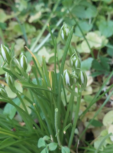 SNĚDEK CHOCHOLIČNATÝ (Ornithogalum umbellatum) Foto: Marta Knauerová, 5/2023