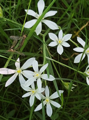 SNĚDEK CHOCHOLIČNATÝ (Ornithogalum umbellatum) Foto: Marta Knauerová, 5/2023