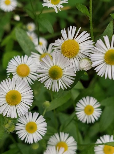 TURAN ROČNÍ (Erigeron annuus) FOTO: Marta Knauerová, 5/2023