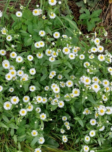 TURAN ROČNÍ (Erigeron annuus) FOTO: Marta Knauerová, 5/2023