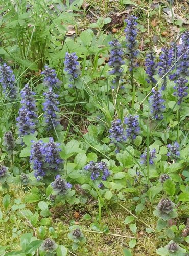 ZBĚHOVEC PLAZIVÝ (Ajuga reptans) FOTO: Marta Knauerová, 5/2023