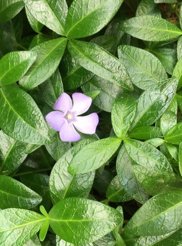 BARVÍNEK MENŠÍ (Vinca minor) FOTO: Marta Knauerová
