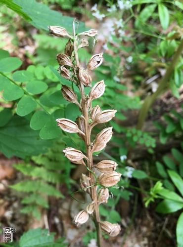 HLÍSTNÍK HNÍZDÁK (Neottia nidus-avis) - LOŇSKÉ PLODENSTVÍ - chráněn v kategorii C4a - vzácnější druh - FOTO: Marta Knauerová