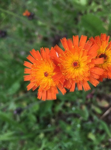 JESTŘÁBNÍK ORANŽOVÝ (Pilosella aurantiaca) FOTO: Marta Knauerová