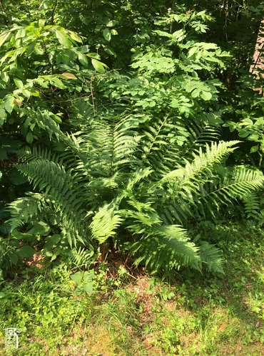 KAPRAĎ SAMEC (Dryopteris filix-mas) FOTO: Marta Knauerová