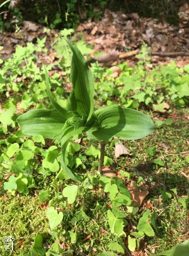 KRUŠTÍK ŠIROLISTÝ (Epipactis helleborine) FOTO: Marta Knauerová