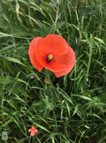 MÁK VLČÍ (Papaver rhoeas) FOTO: Marta Knauerová

