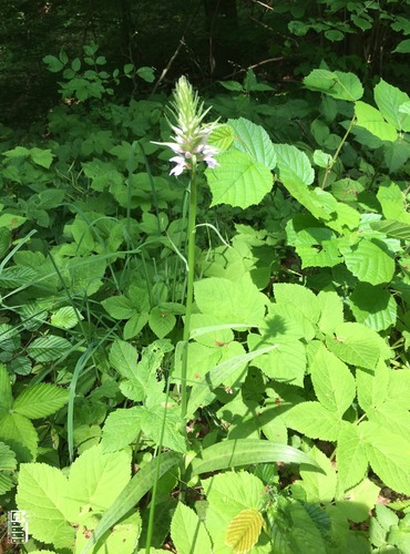 PRSTNATEC FUCHSŮV (Dactylorhiza Fuchsii) – ohrožený druh §3, C4a - FOTO: Marta Knauerová