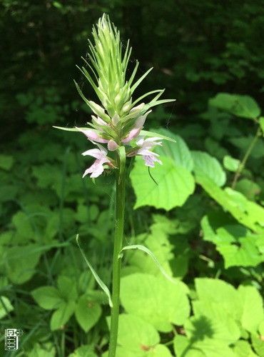 PRSTNATEC FUCHSŮV (Dactylorhiza Fuchsii) – ohrožený druh §3, C4a - FOTO: Marta Knauerová