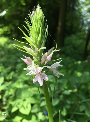 PRSTNATEC FUCHSŮV (Dactylorhiza Fuchsii) – ohrožený druh §3, C4a - FOTO: Marta Knauerová