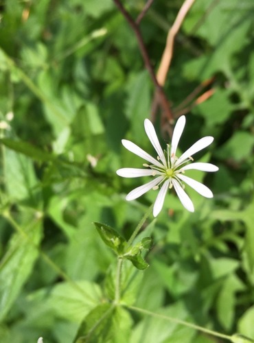 PTAČINEC HAJNÍ (Stellaria nemorum) FOTO: Marta Knauerová
