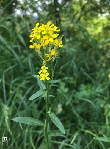 TRÝZEL MALOKVĚTÝ (Erysimum cheiranthoides) FOTO: Marta Knauerová